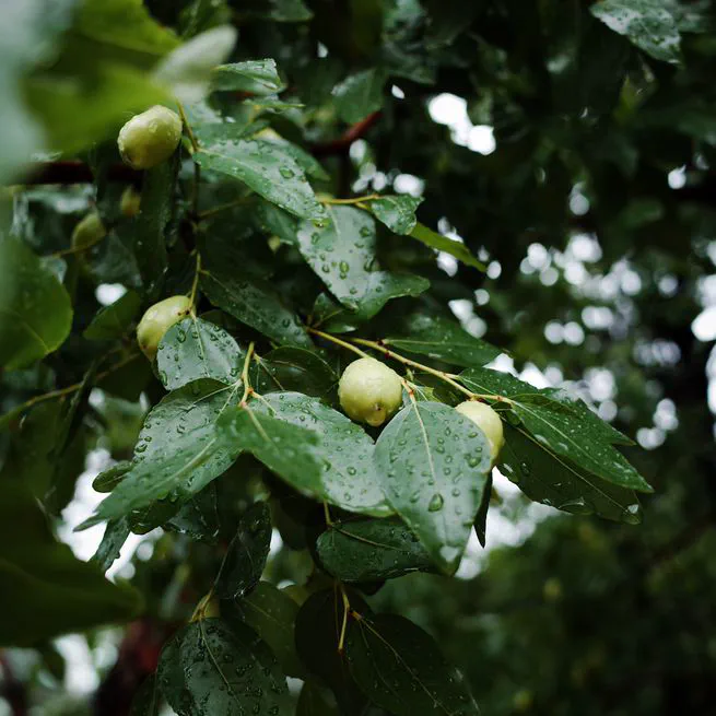 High-efficiency classification of injured causes on agricultural jujubes using EfficentNet